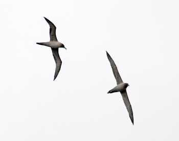 light-mantled_albatrosses_ walker_bay_john_chardine